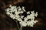 Heartsepal buckwheat